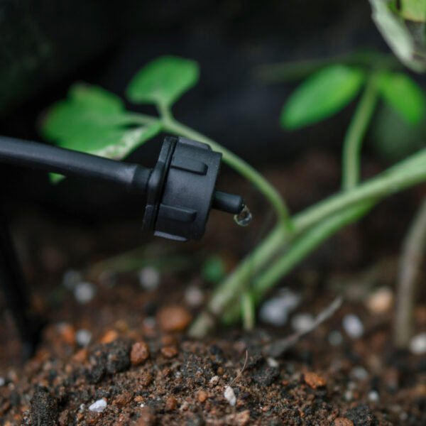 Drip installed on a plant